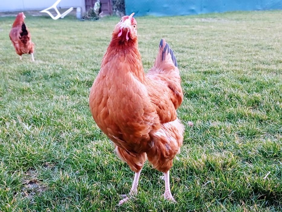 Kury nioski Rossa młode kokoszki leghorn zielononóżki na jajko