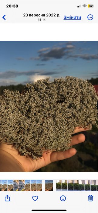 Живий та сухий мох,ягель,дикранум.Живой лесной мох для улиток и декора