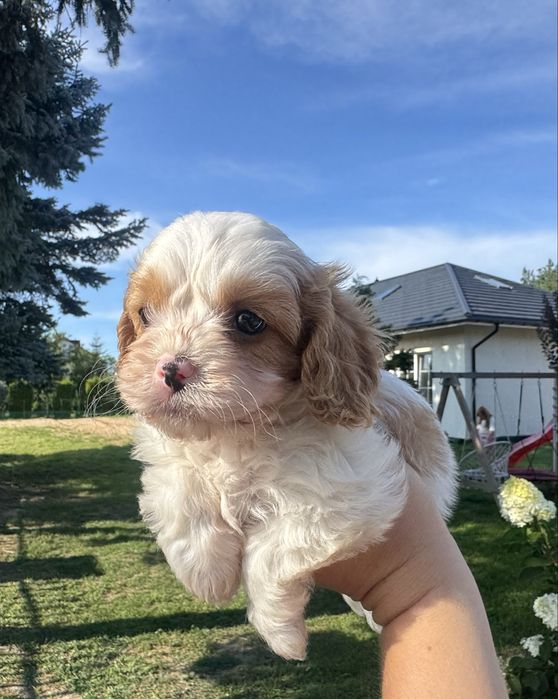 Cavapoo cavalier king charles spaniel pudel toy mix hybryda słodka suczka