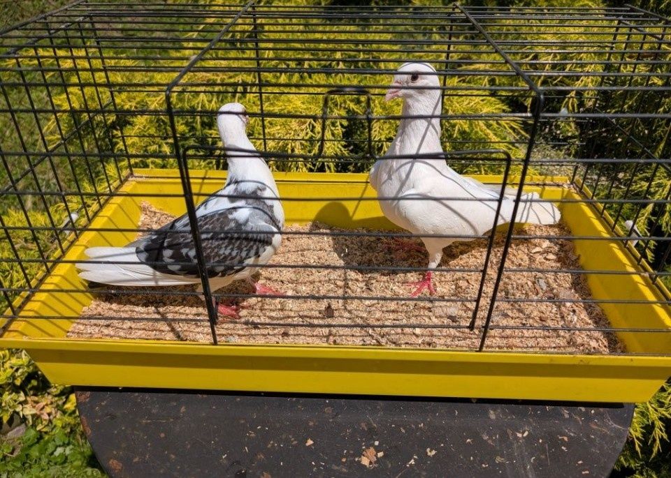 Gołąbie ozdobna samiczki