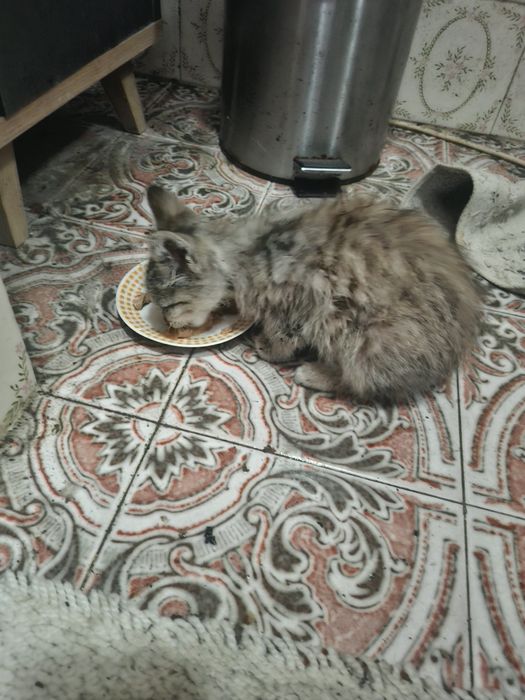 Gatinho para dar meigo ja come