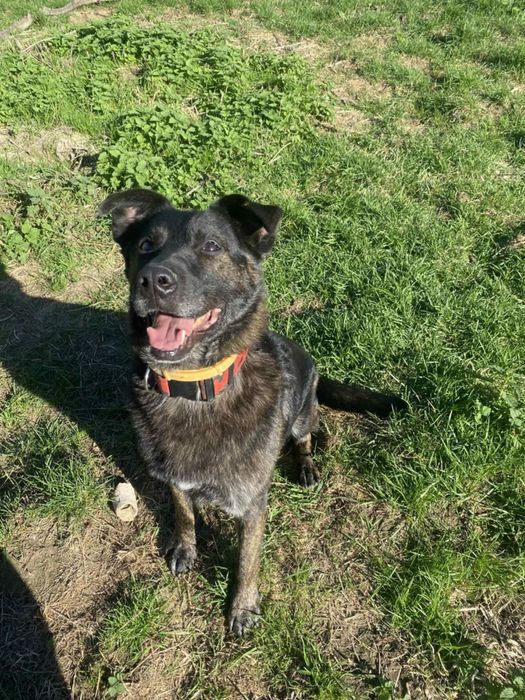 Kochany słodziakAzi szuka domku