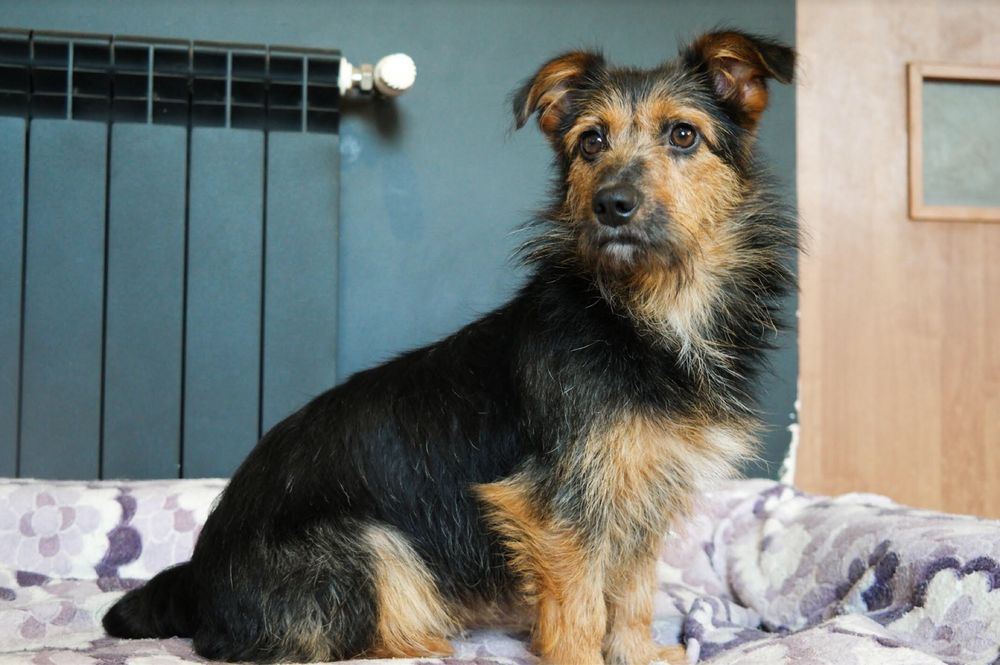 Jeżynka 10 kg sunia szuka odpowiedzialnego domu