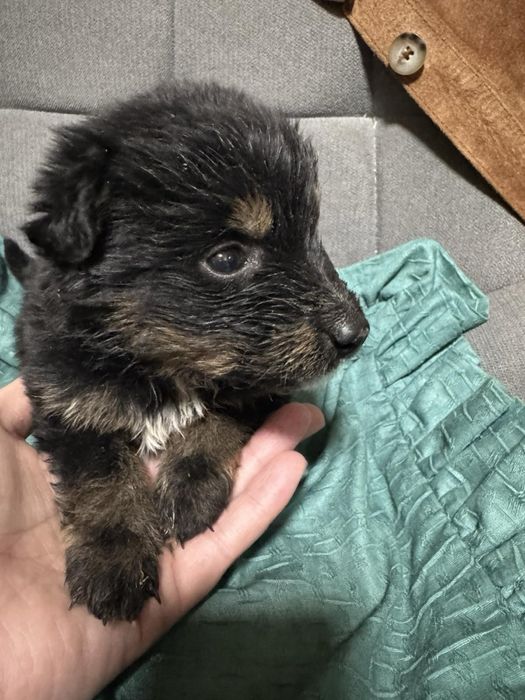 Терміново шукаємо родину або перетримку