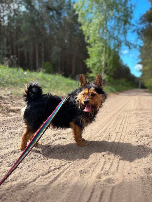 Szorstkowłosy, bystry i żywiołowy terrier Ron
