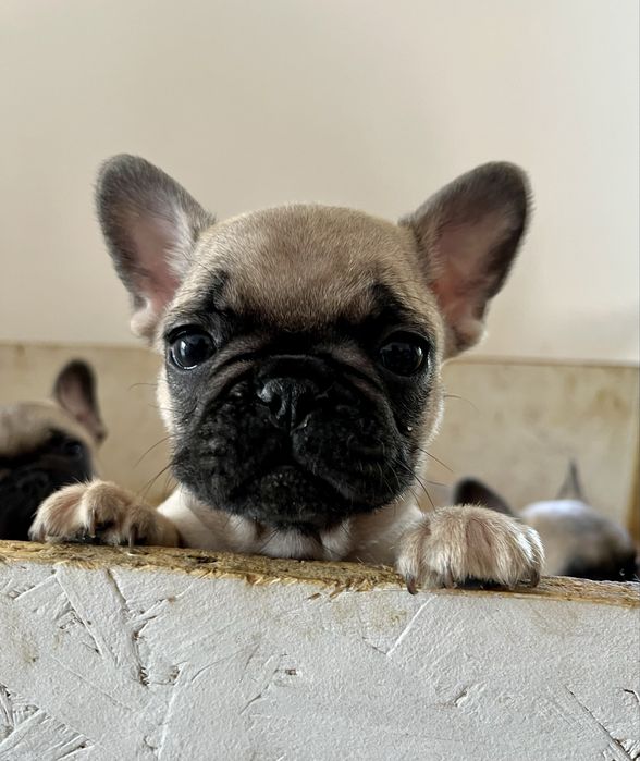 Bulldog Francês