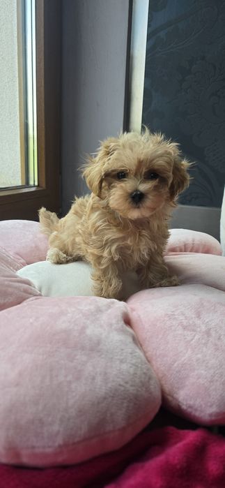 Maltipoo Szczeniaczek Suczka