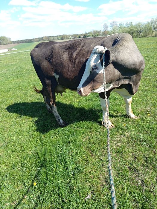 Krowa cielną 4 miesiące
