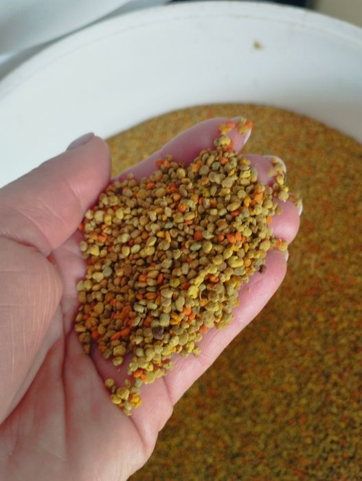 Sprzedam pyłek kwiatowy, pszczeli, tegoroczny 1 kg