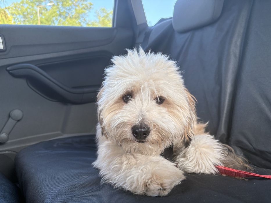 Bastion - Cockapoo - 2,5 roczny