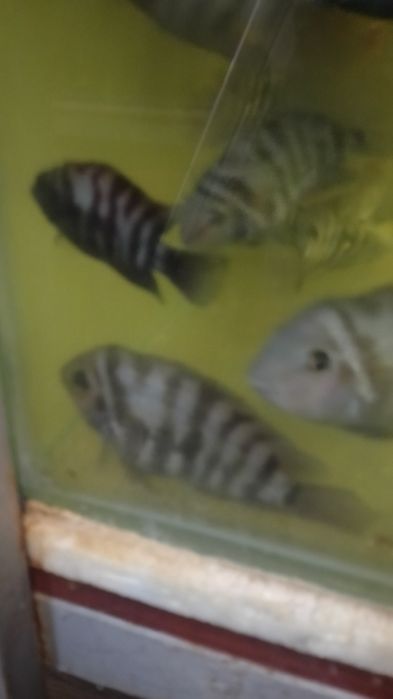 Малёк астронотуса