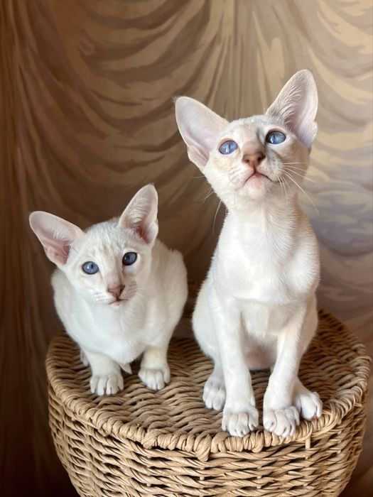 Орієнтальні дівчата, 3 місяці