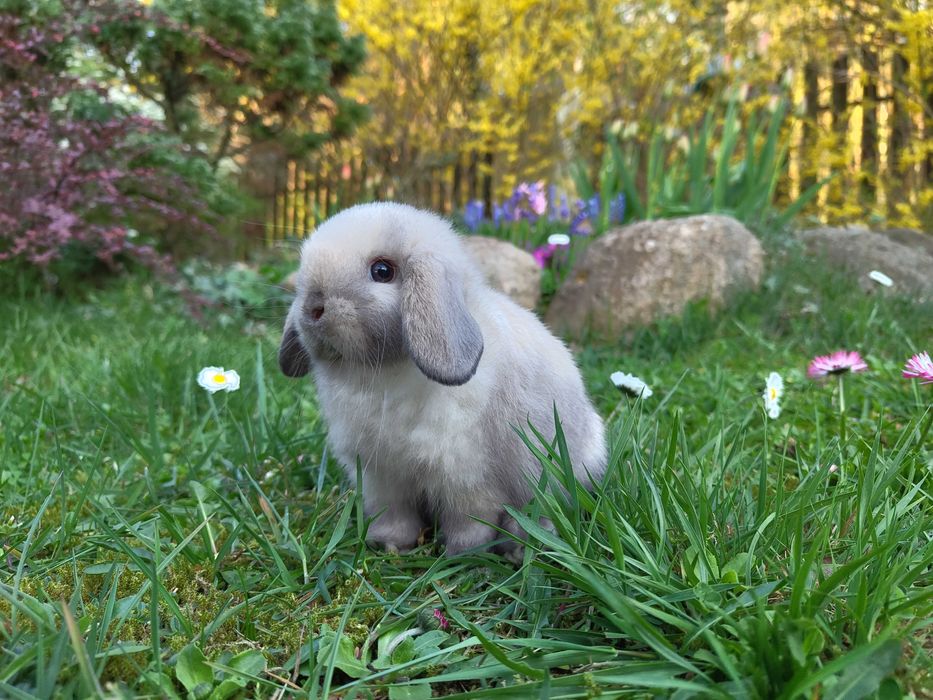 Króliczki Mini Lop i karzełki Teddy.