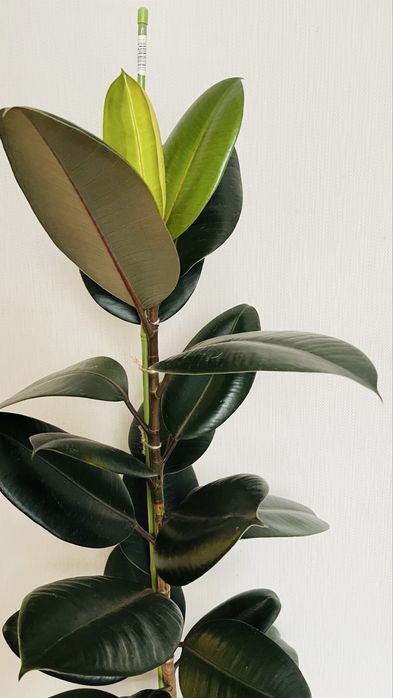 Фікус еластіка абіджан