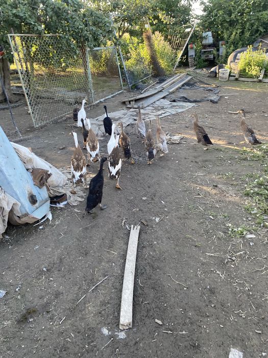 Sprzedam kaczki biegusy indyjskie