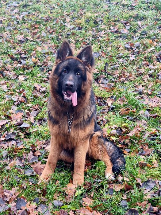 Owczarek Niemiecki suczka