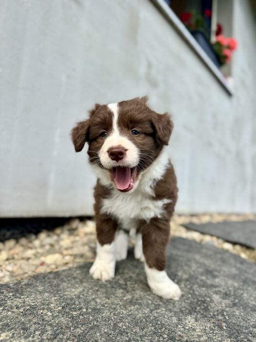 Border Collie samiec czekoladowy FCI/ZKwP