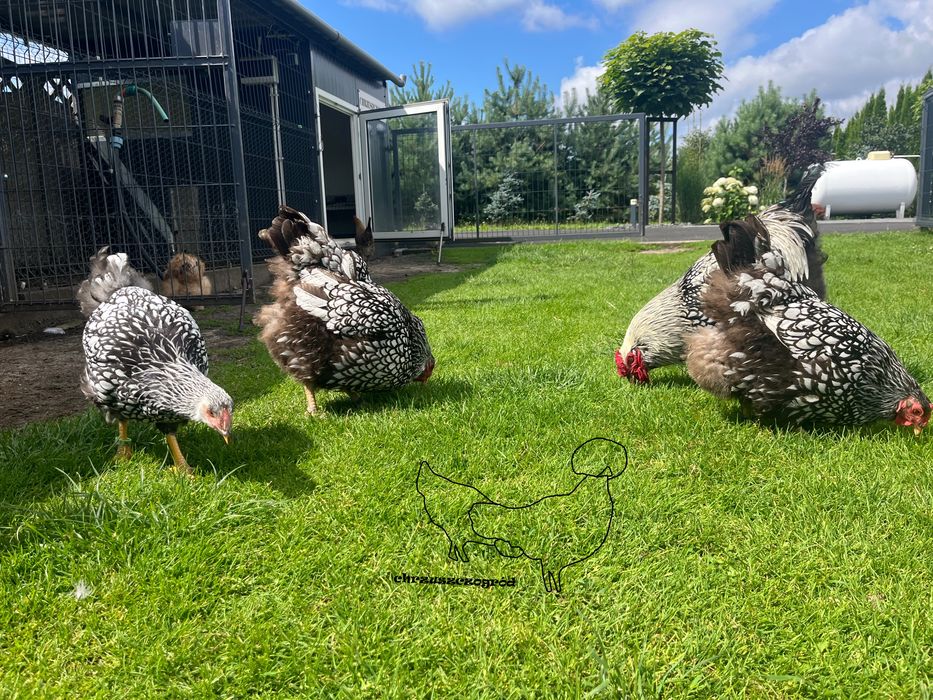 Koguty z wlasnego  lęgu