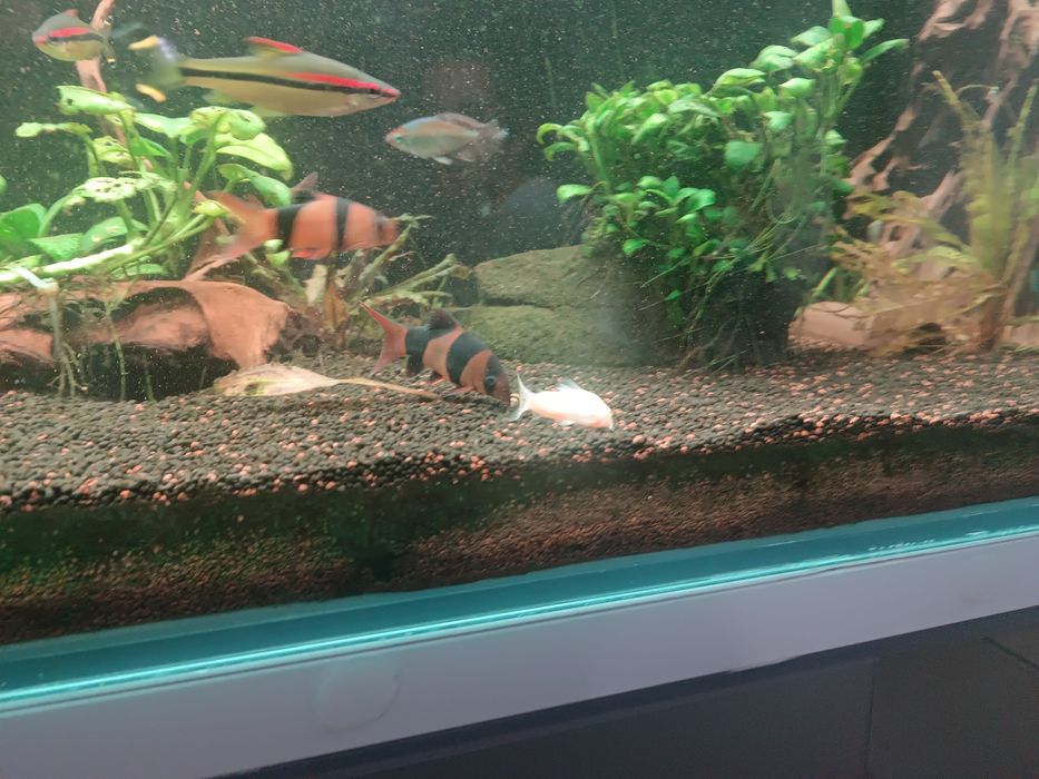 Peixes para venda