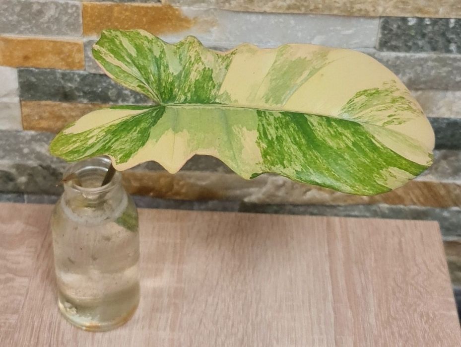 Philodendron Florida Beauty x Mayoi,var,super geny Trzcianka
