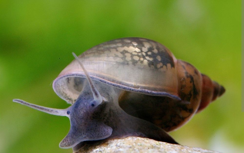 Pack Caracóis Physa e Trombeta