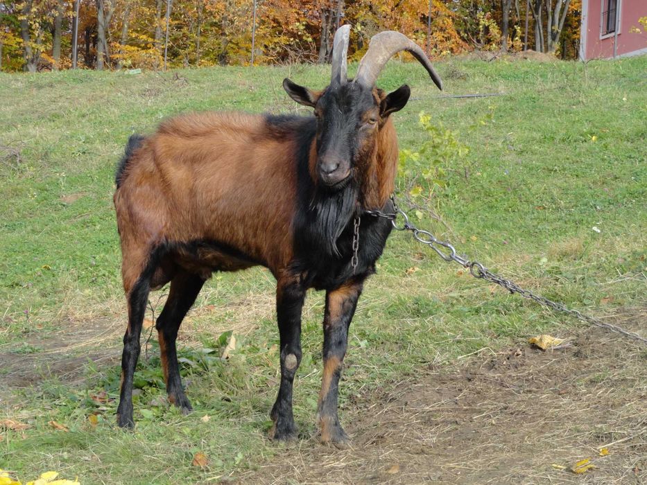 Козел цап 100% альпієць