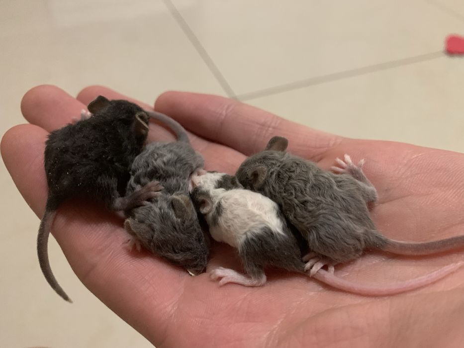 Мишки декоративні кучеряві, криски дамбо