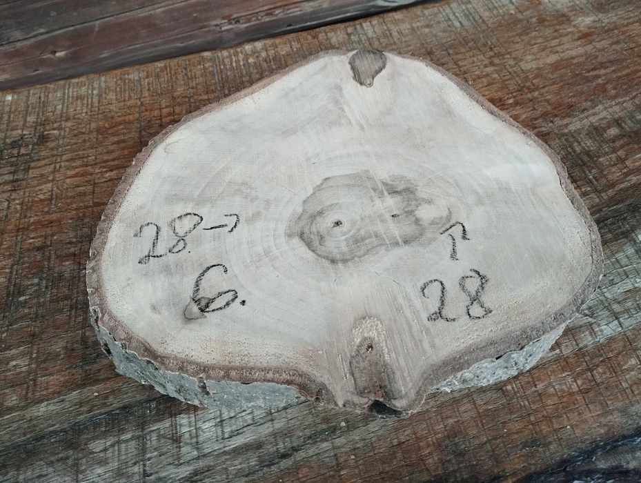 Plaster drewna Ładny Orzech DIY Wybór Sztuki HIT Cena za 3 sztuki