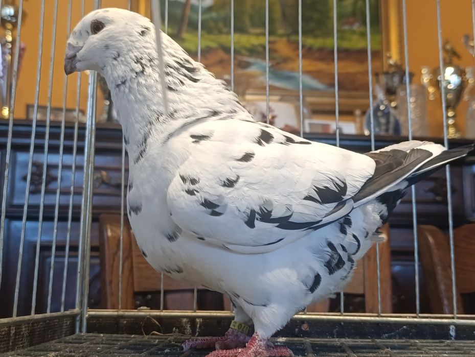 Giant Homer, wysyłam, gołębie ozdobne