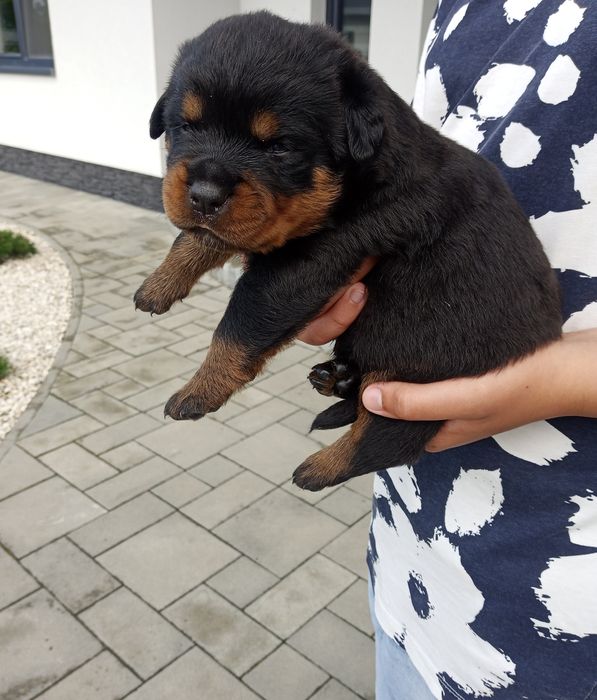 Rottweiler pies szczeniak