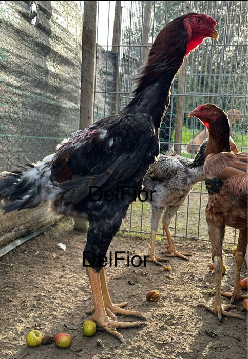 Ovos Indio Gigante Brasileiro