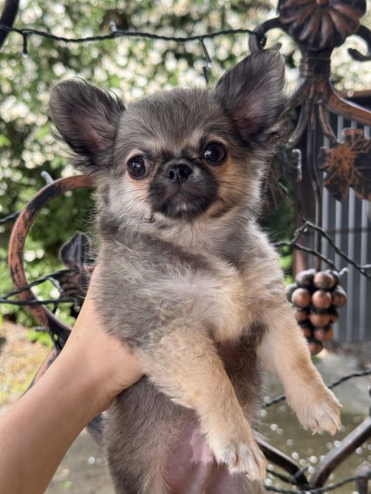 Pies rasowy Chihuahua