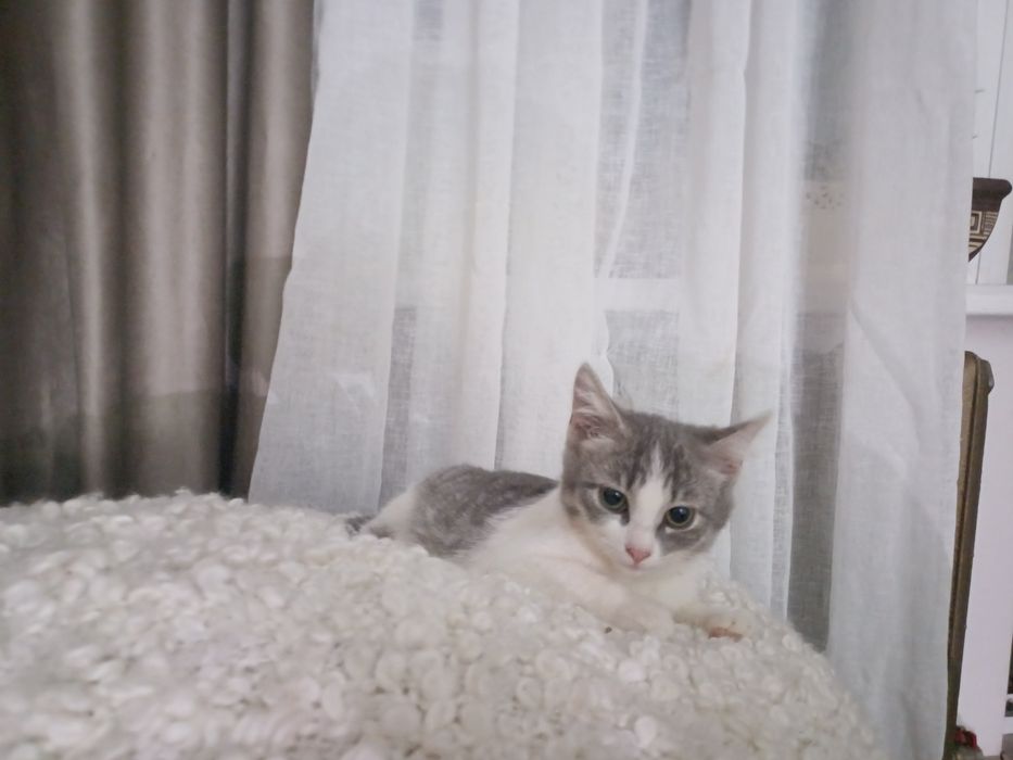 Кошенятка-безкоштовно