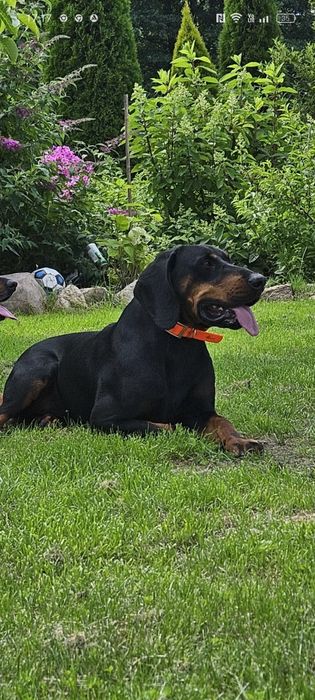 Gończy Polski Reproduktor FCI