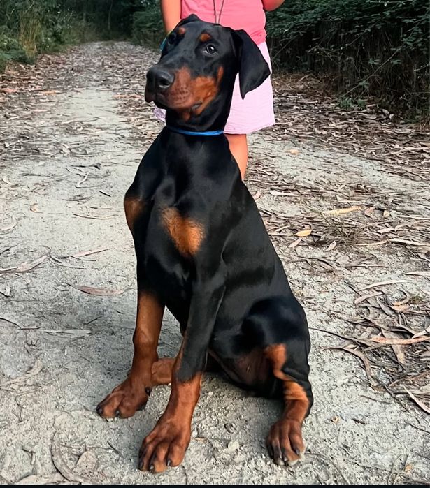 Dobermann femea com lop