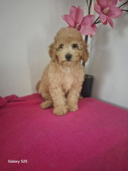 Pudel miniaturowy/toy do odbioru !