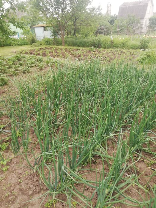 Дача з цегляним будинким кооператив Озон