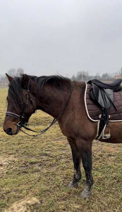 Sprzedam 6letniego hucułka