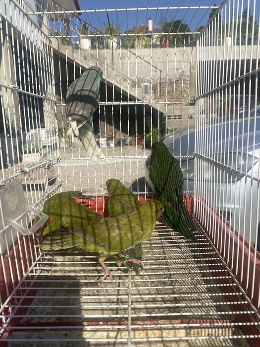 Tenho 6 femeas de kakarikis para ceder