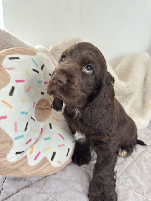MONTE Cocker Spaniel Angielski REZERWACJA
