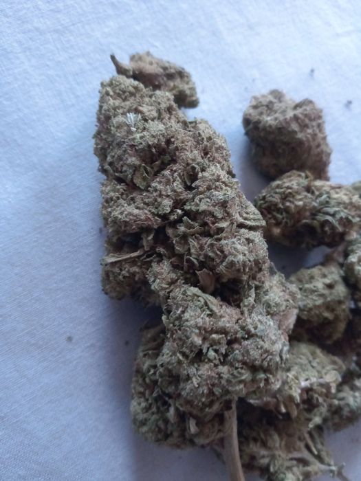 25 gram suszu CBD WHITE WIDOW