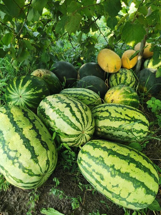 Кавун домашній продам