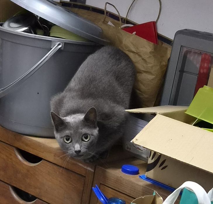 Gatinhos para adopção