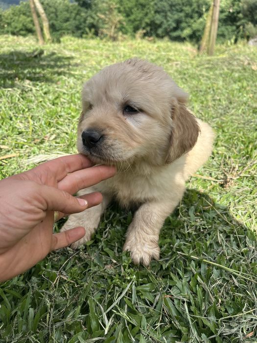Menina golden retrivier top