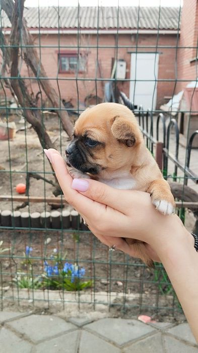 Собака  чіхуахуа