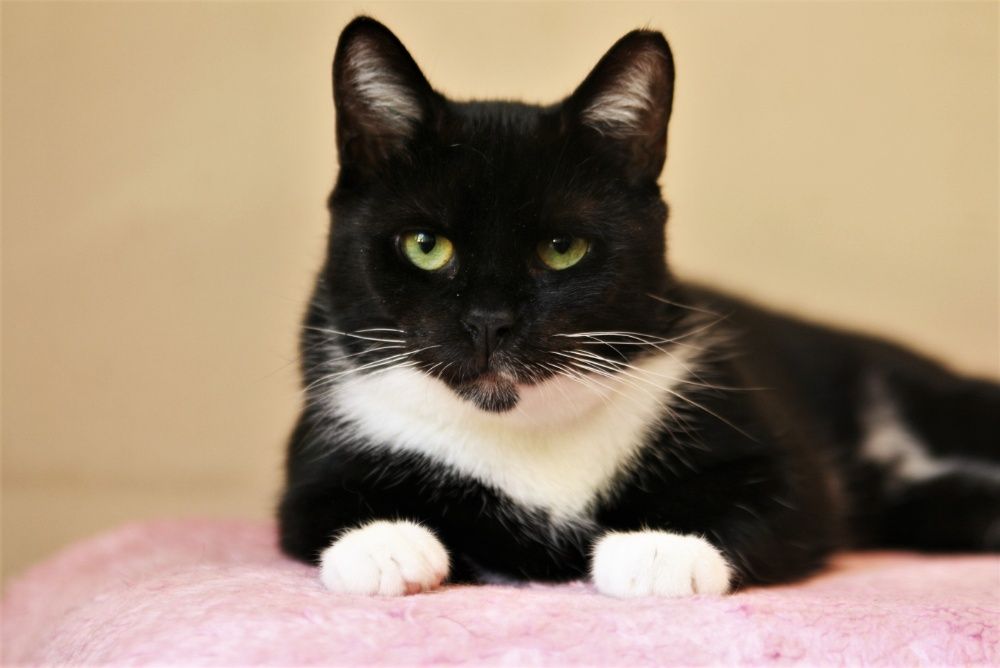 MYSZUNIA - uratowana przed śmiercią koteczka szuka domu/Poznań