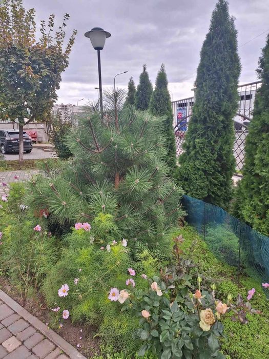 Одно комн. 52мт ЖК Острова (свеча)