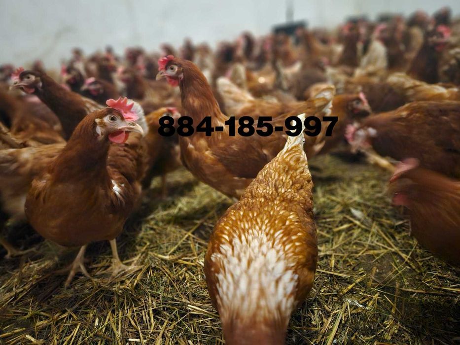 Młode nioski kury odchowane Messa Lohmann Brown Isa Brown