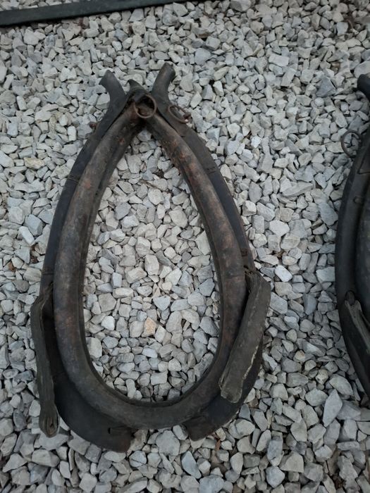 Homonta chomonta homonto