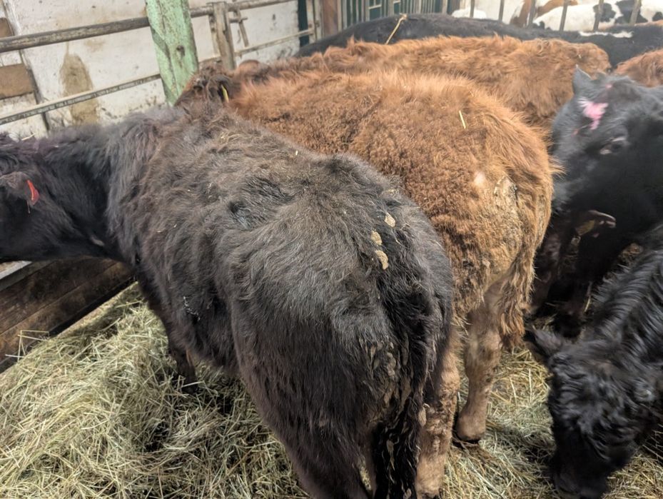 Sprzedam byczki 11 sztuk odchowane